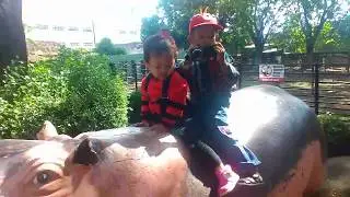 Wahana Kuda Nil di Kebun Binatang Surabaya 217