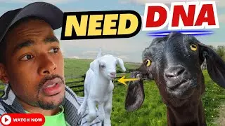 Who's the Baby daddy ⁉️MUST WATCH)