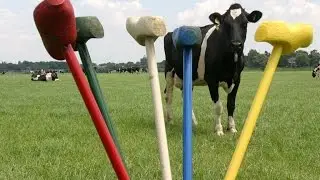 Boerengolf film