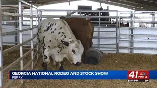 2025 Georgia National Rodeo and Stock Show returns to Perry