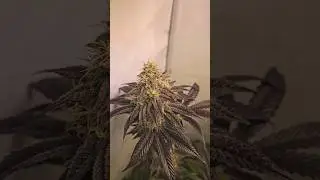 Lockdown Kush Flower Day 53🍁#grow #cannabisgrowers #cannabisdaily #cannabissociety