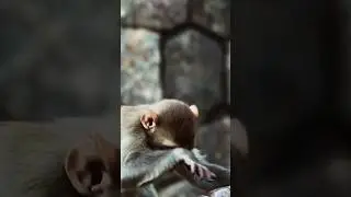 Why are you carrying monkey 🐒 #monkey #cute #foodie #monkeyvideo #monkeylove #food #drinking #fruit