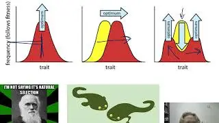 Ch. 16 Population Genetics - Part 4 - Natural Selection, types and kinds.