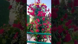 Climbing Rose# plants available for sale #whatsapp number 9207270969
