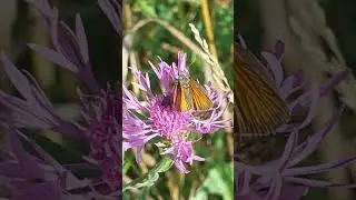 Толстоголовка (лат.&nbsp;Hesperiidae) на Васильке