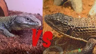 Best Pet Lizard | Jeweled Lacerta vs Sudan Plated Lizard
