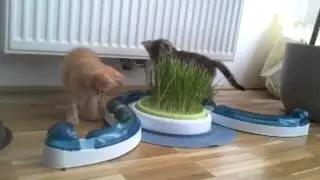 Cutzen playin'