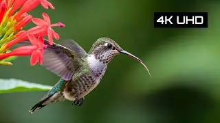 The Amazing World of Bird Communication Beyond the Melodies | 4K HDR 60fps | BEAUTY OF  NATURE