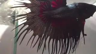 Alpha Shows Off! (Black Copper Red Devil Orchid Crowntail)