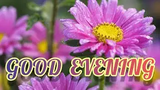 Good Evening Status/Good Evening Status For Whatsapp/#video