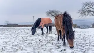 Ep. 61: Winter Horse Blanketing: Should You Do It? What the Science Says