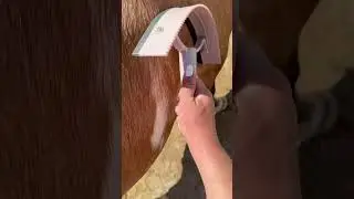 Give my horses a bath with me✅🐴🧼