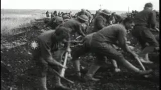 US  5th Marine Regiment lay prone on the ground and dig a trench with an axe duri...HD Stock Footage