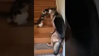 so funny #viral #trending #short