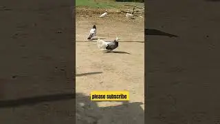 pigeons fighting #pigeon #shorts #birds #fighting