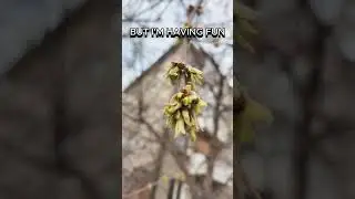 Nirvana Dumb #nirvana #dumb #нирвана #курткобейн #кобейн #рок тгк построкерша