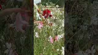 Гаура в современном саду 🌿 Видео завтра на канале #сад #garden