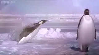 Colorised version of Penguins taking back Stalingrad, 1945