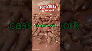 cassava product 😍#lifestyle #2026 #cooking #unitedstates #usa #uk