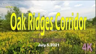 [4K] Canada goldenrod at Oak Ridges Corridor Conservation Reserve [2021.07.06]