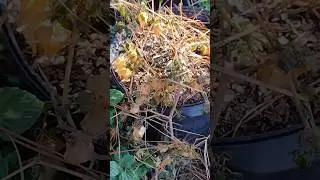 P1/6 Purple groundcherry seed extraction and wine-making
