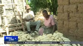 Zimbabwe Agriculture: Grain imports banned as farmers meet domestic demand
