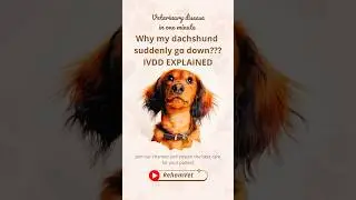 The Tragic Reality of Intervertebral Disc Disease in dogs