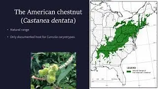 Michael Charles - The biology and history of the greater chestnut weevil in eastern North America