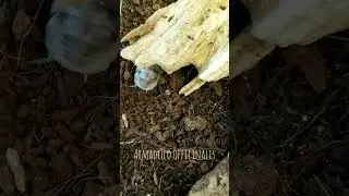 Очень упорная мокричка Armadillo officinalis // Armadillo officinalis isopod struggling for its way