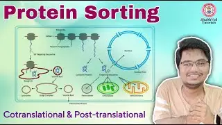 Protein Sorting | Cotranslational & Post-translational