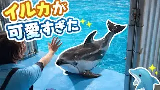 イルカが可愛すぎた 🐬 | The Dolphin Was Too Cute!