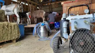 Small Milk Machine Milking Dairy Goats - No Edits