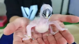 The growth of Macaw parrot from egg hatch to adult
