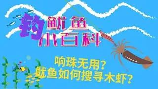 Mastering Squid Fishing: Tips, Tricks, and Scientific Insights (EN CC)钓鱿鱼：味道引诱鱿鱼？响珠还有用吗？鱿鱼的视觉如何搜索木虾？