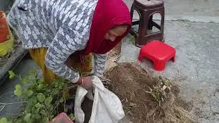 जनवरी में मोगरा पर करें यह 3 काम मार्च में पाऐ फूल ही फूल winter care &🌱  home garden # herbalplant 