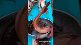 Amazing!! Live Fish in the Village Market | Vibrant Display of Freshwater Varieties #live