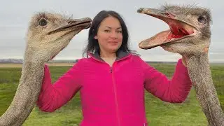 Szyja strusia pieczona w piekarniku! Z twardego mięsa do miękkiego raju