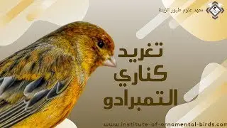 تغريد كناري التمبرادو