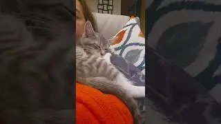 kitty cuddles #kitten #kittens #cat #cats ##catshorts #catshort #animallovers #catlovers #kitty