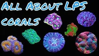 All About LPS Corals