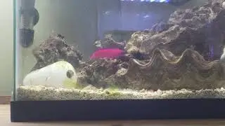orchid dottyback breeding/spawning behavior