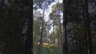 Need to recharge? Step outside... #nature #outdoors #stressrelief #scotland #shorts