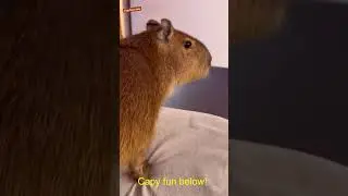 Capybara and Conflict How They Resolve Issues