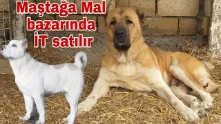 Maştağa Mal bazarında itlərin satışı #mastagamalbazari