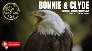 🦅 LIVE Bald Eagle Cam : Cardinal Land Conservancy | Wild Horizons 4.12.25