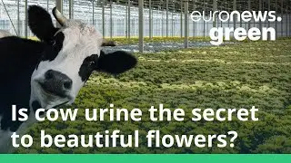 Dutch flower growers are cutting costs by using cow poo instead of buying gas