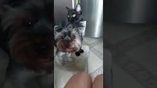 #love #happy #смешные #funny #pets #animals #cat #животные #кот #щенок