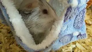 Little Luna Loves Her Hammock