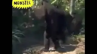 Char bangdi wadi monkey dance