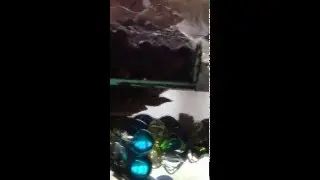 Сумасшедшая черепаха crazy turtle